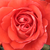 Rouge - Rosiers floribunda - Scherzo
